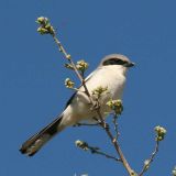 Loggerhead Shrike