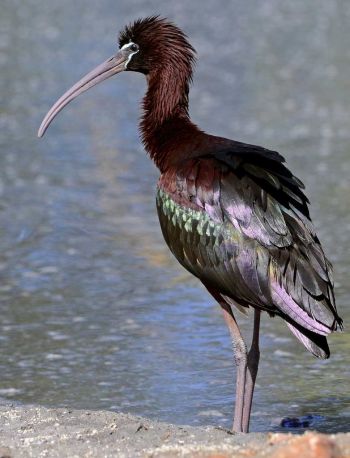 Glossy Ibis