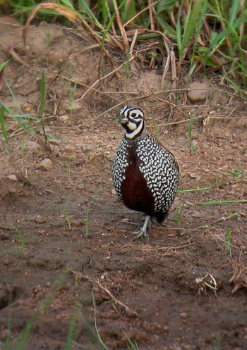 Montezuma Quail