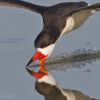 Black Skimmer