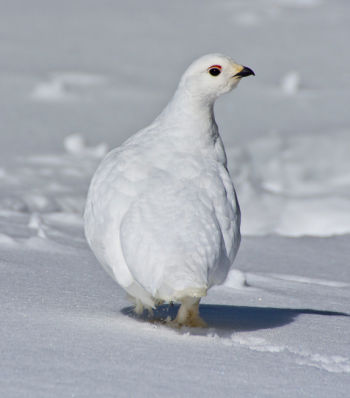 Winter plumage - April 8.