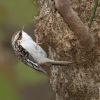 Brown Creeper