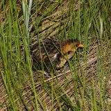 Yellow Rail at Seney National Wildlife Refuge.