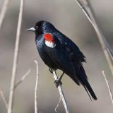 Male - Weldon, Kern Co., CA May 2, 2008