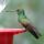 Berylline Hummingbird