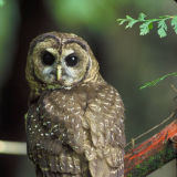 Spotted Owl