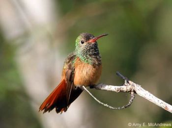 Sierra Papacal-Chuburna, Yucatan