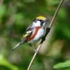 Chestnut-sided Warbler