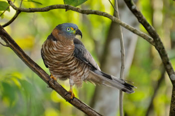 Hook-billed Kite