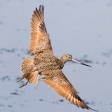 Marbled Godwit in Flight, Jetty Road, Santa Cruz County, California