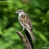 Female House Sparrow