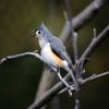 Tufted Titmouse