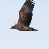 In flight