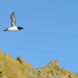 Razorbill in flight.