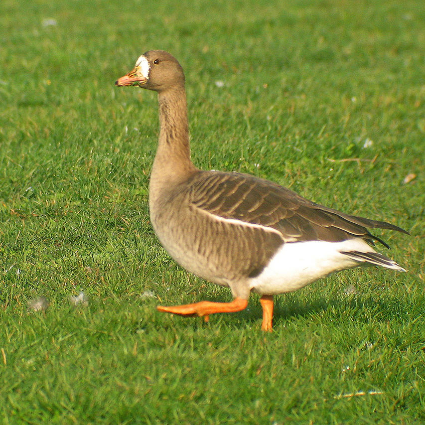 Greater White-fronted Goose - eBirdr