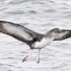 Pink-footed Shearwater