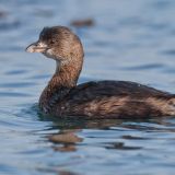 Non-breeding -  Morro Bay, California, US - December 13, 2010