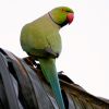 Rose-ringed Parakeet