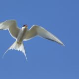 Arctic Tern