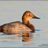 Female