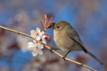 Bushtit & Plum Blooms - Seattle, WA - March 6, 2012