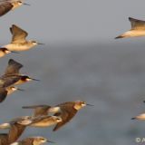 In flight