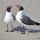 Laughing Gull