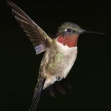 Male in flight