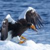 Steller's Sea-Eagle