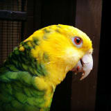 Double yellow-headed Amazon parrot