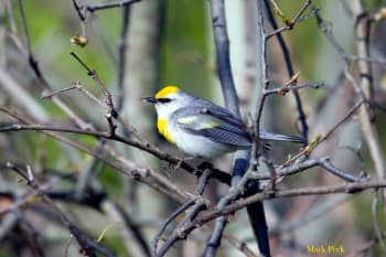 Hybrid of Golden-wing and Blue-winged Warblers