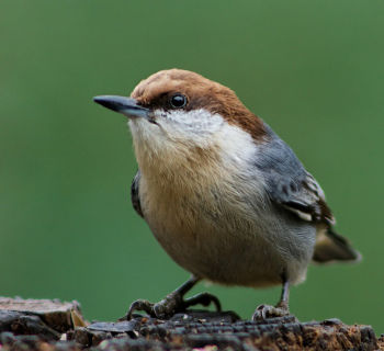 Brown-headed Nuthatch