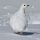 White-tailed Ptarmigan