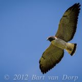 in flight -  Gravata, Pernambuco