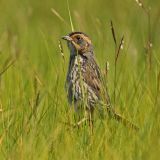 Elliott Island Rd., Dorchester Co., MD - June 15, 2011