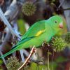 Yellow-chevroned Parakeet