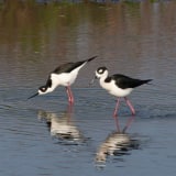 Pair -female on left, male on right -  Circle B Bar, Florida, USA 30th - March 2012