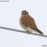 Female American Kestrel