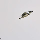 Male in flight