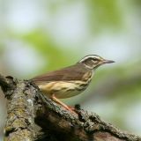 Louisiana Waterthrush