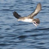 Pink-footed Shearwater