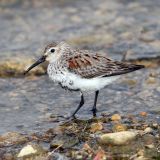 Dunlin