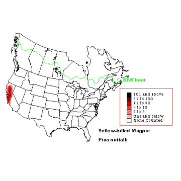 Yellow-billed Magpie distribution map