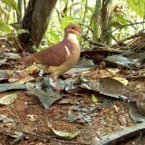 Photographed in Peru, as part of a research project utilizing motion-activated camera-traps.