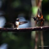 Two males fighting it out for territory.