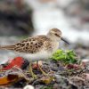 Least Sandpiper