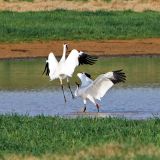 Whooping Crane Dance