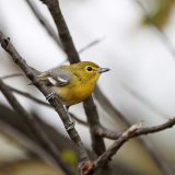 Yellow-throated Vireo