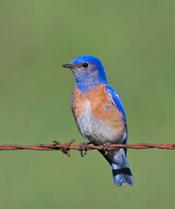 Male - Los Osos, California, US - March 17, 2008