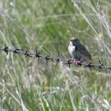 Baird's Sparrow